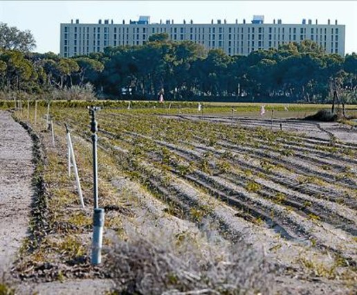 Edificio Bermar Park de Gav&agrave; Mar visto desde los campos agr�colas del otro lado de la autov�a de Castelldefels (7 de Octubre de 2011)